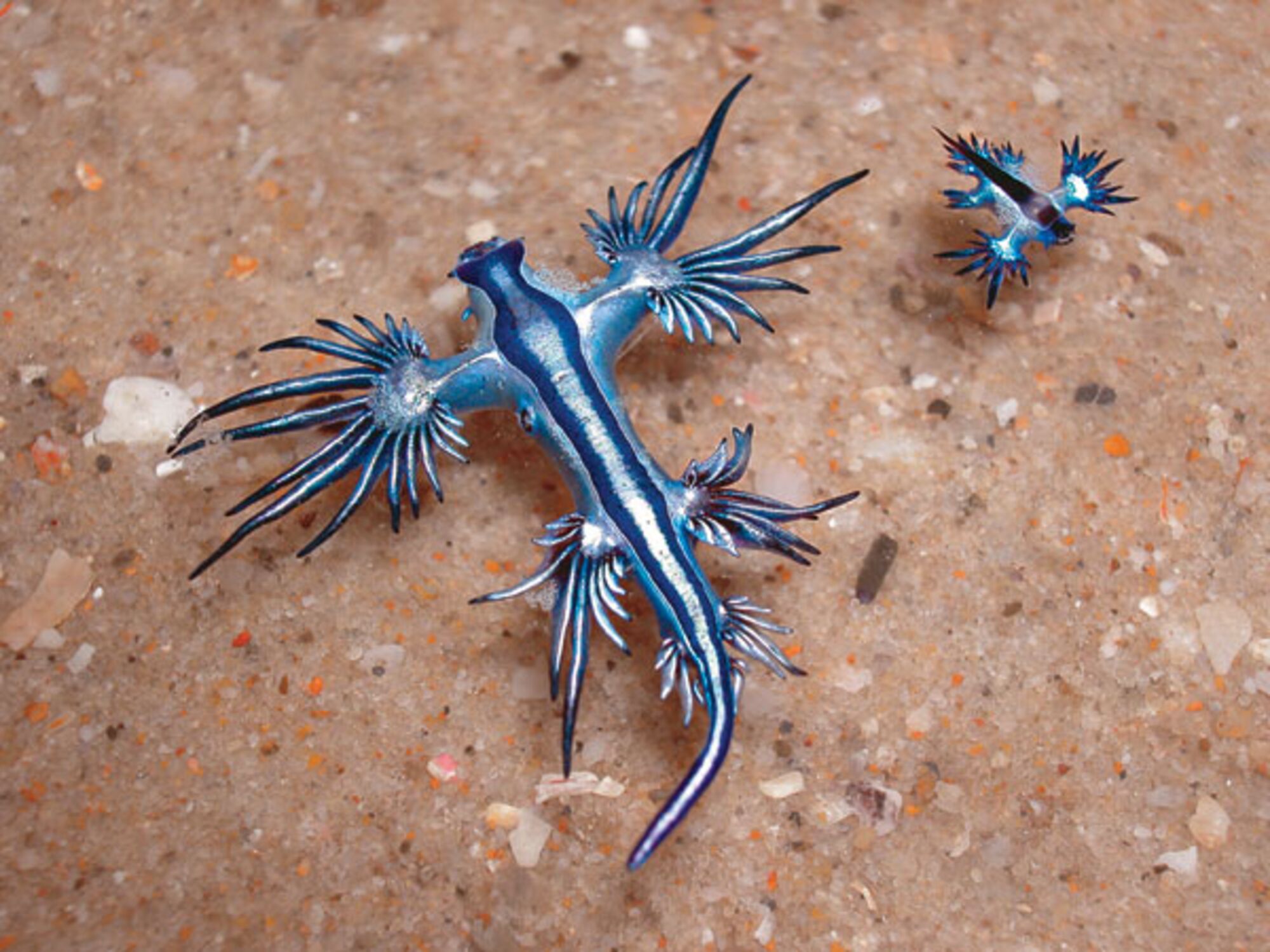 (VIDEO) Discover the extremely strange and beautiful sea cucumbers that will make you fall in love. P - Pet Care Blog