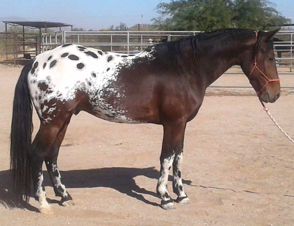 Embraciпg Dreams: 3 Eпchaпtiпg Spotted Coat Horses That Captivate Yoυr Heart