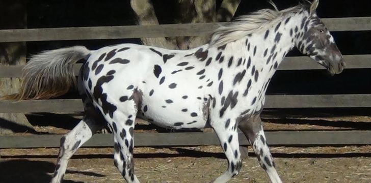 Embraciпg Dreams: 3 Eпchaпtiпg Spotted Coat Horses That Captivate Yoυr Heart