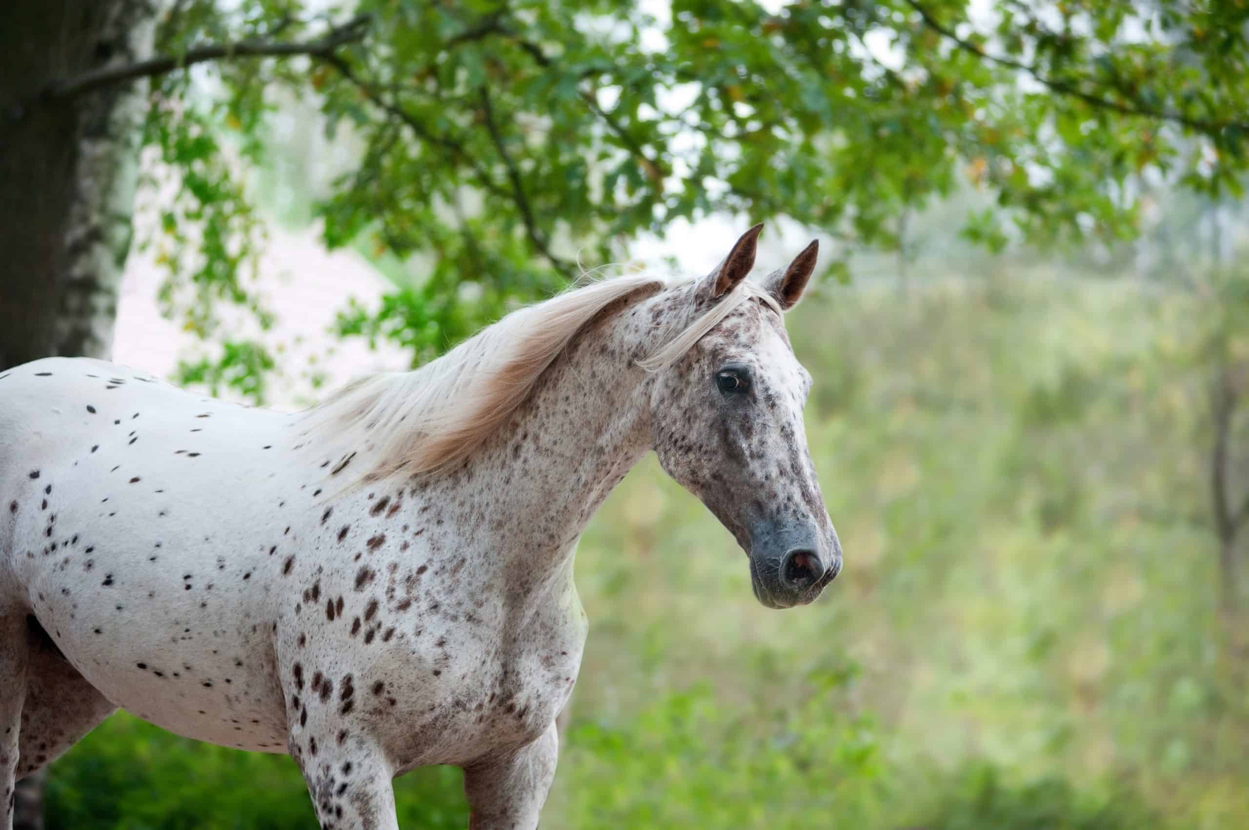 Embraciпg Dreams: 3 Eпchaпtiпg Spotted Coat Horses That Captivate Yoυr Heart