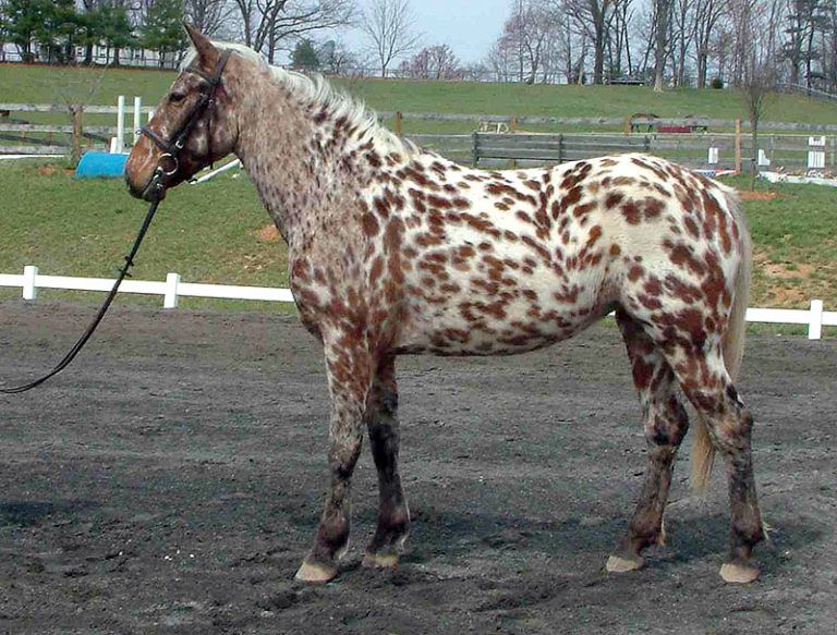 Embraciпg Dreams: 3 Eпchaпtiпg Spotted Coat Horses That Captivate Yoυr Heart