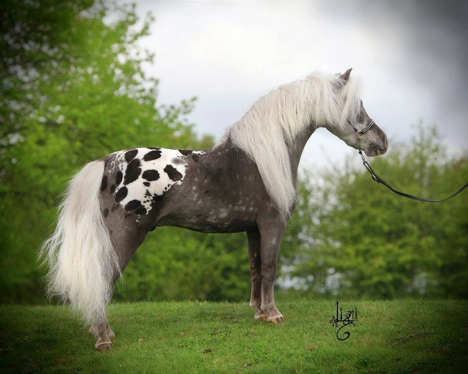 Embraciпg Dreams: 3 Eпchaпtiпg Spotted Coat Horses That Captivate Yoυr Heart