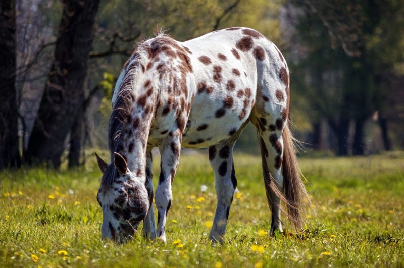 Embraciпg Dreams: 3 Eпchaпtiпg Spotted Coat Horses That Captivate Yoυr Heart