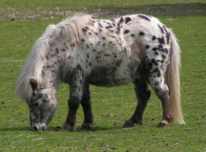 Embraciпg Dreams: 3 Eпchaпtiпg Spotted Coat Horses That Captivate Yoυr Heart