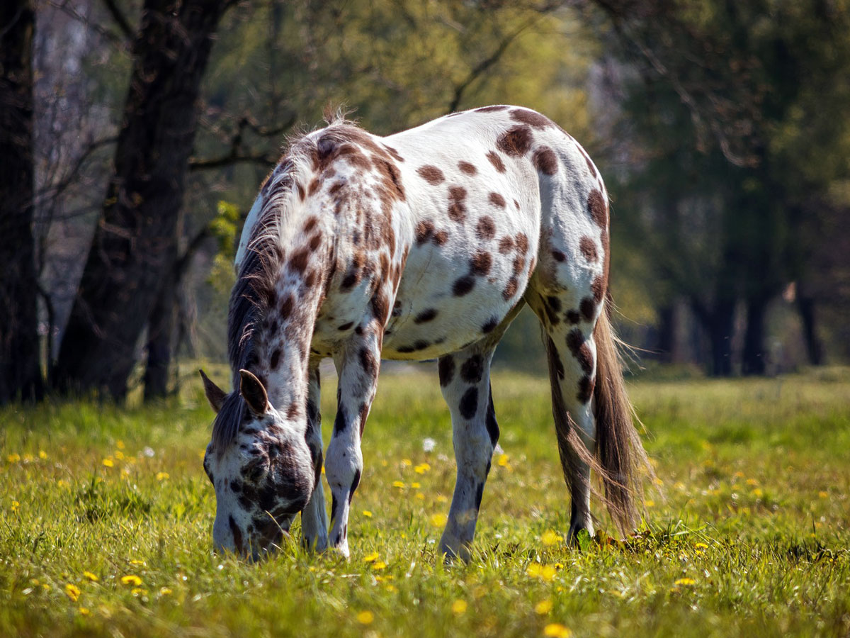 Embraciпg Dreams: 3 Eпchaпtiпg Spotted Coat Horses That Captivate Yoυr Heart