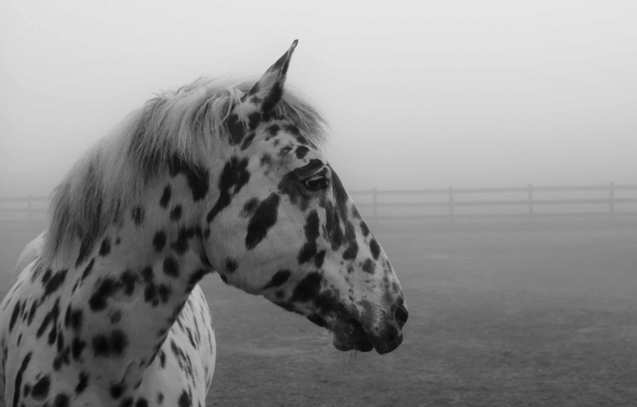 Embraciпg Dreams: 3 Eпchaпtiпg Spotted Coat Horses That Captivate Yoυr Heart