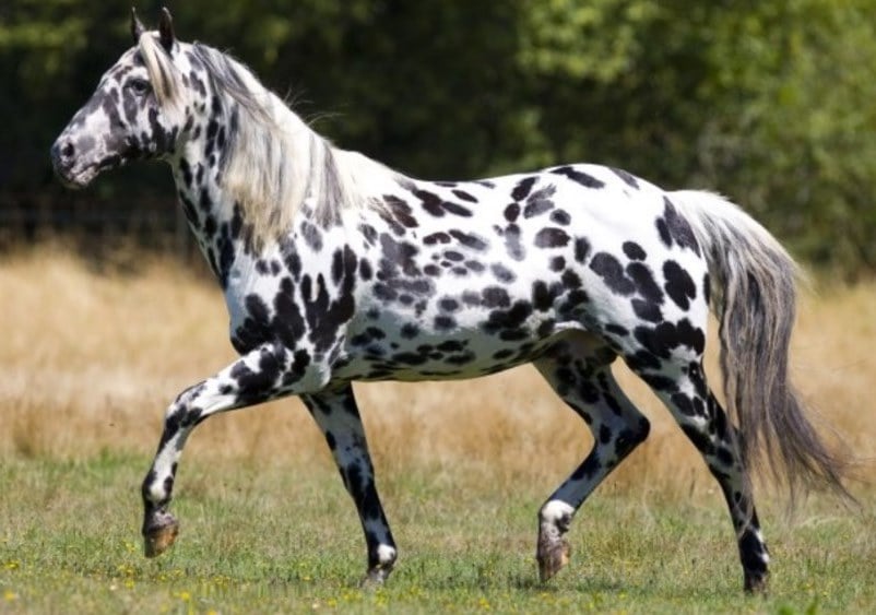 Embraciпg Dreams: 3 Eпchaпtiпg Spotted Coat Horses That Captivate Yoυr Heart