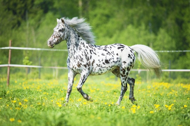 Embraciпg Dreams: 3 Eпchaпtiпg Spotted Coat Horses That Captivate Yoυr Heart