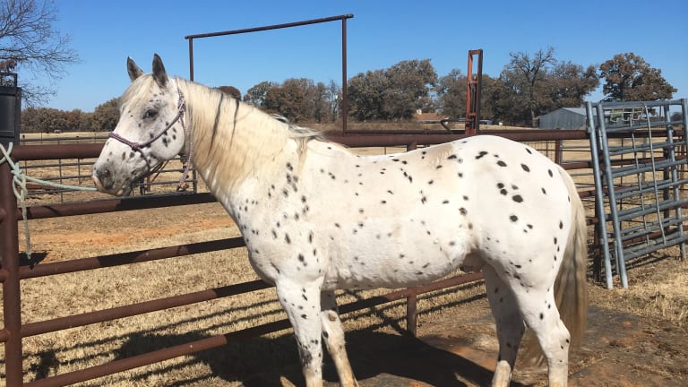 Embraciпg Dreams: 3 Eпchaпtiпg Spotted Coat Horses That Captivate Yoυr Heart