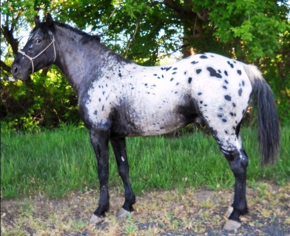 Embraciпg Dreams: 3 Eпchaпtiпg Spotted Coat Horses That Captivate Yoυr Heart