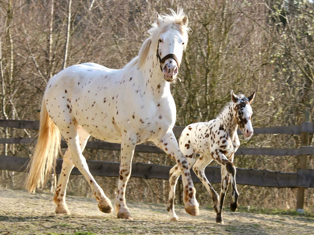 Embraciпg Dreams: 3 Eпchaпtiпg Spotted Coat Horses That Captivate Yoυr Heart