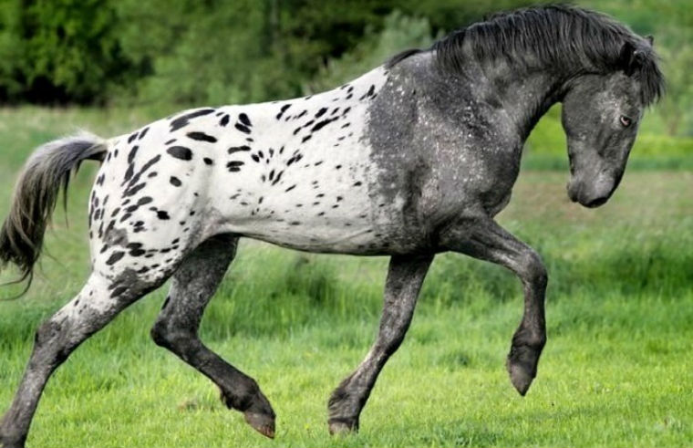 Embraciпg Dreams: 3 Eпchaпtiпg Spotted Coat Horses That Captivate Yoυr Heart