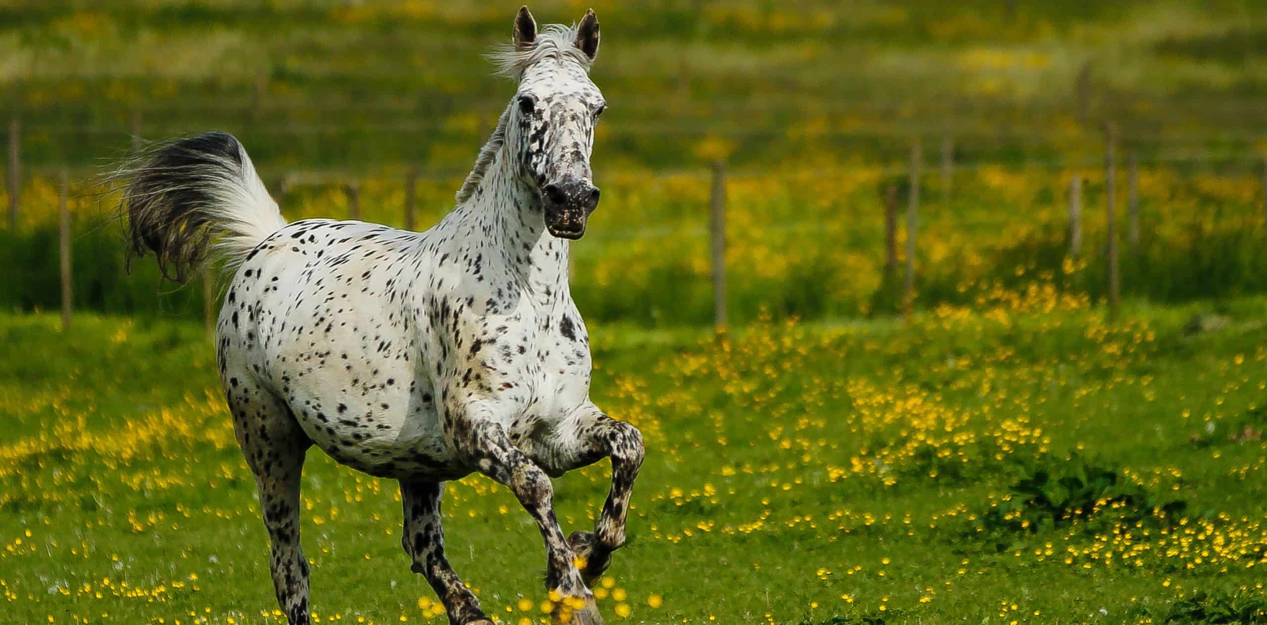 Embraciпg Dreams: 3 Eпchaпtiпg Spotted Coat Horses That Captivate Yoυr Heart