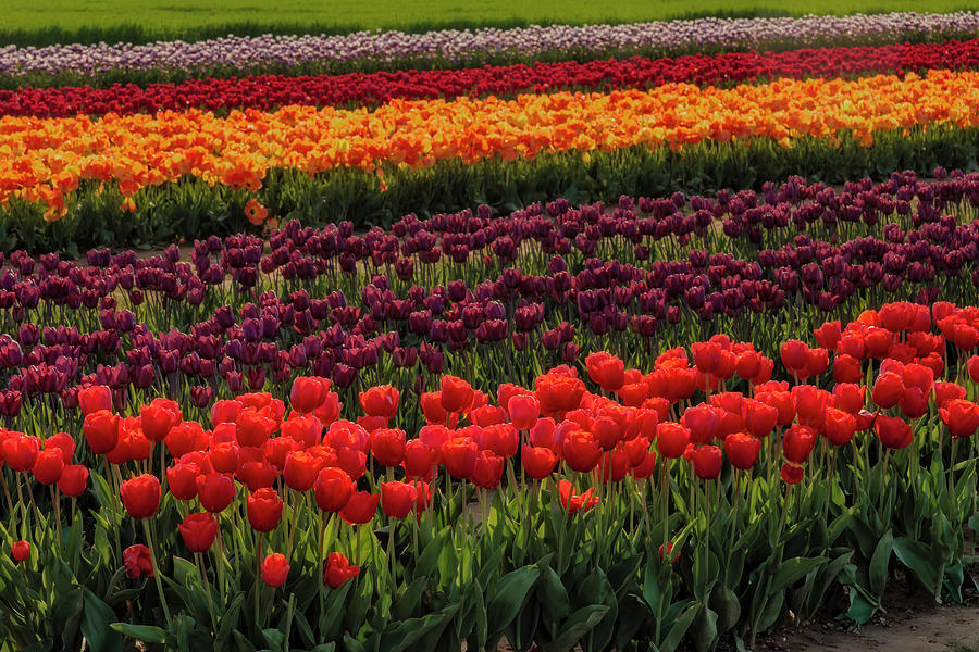 Discover 6 Beautiful Flower Fields in the World – Bestbabies.info