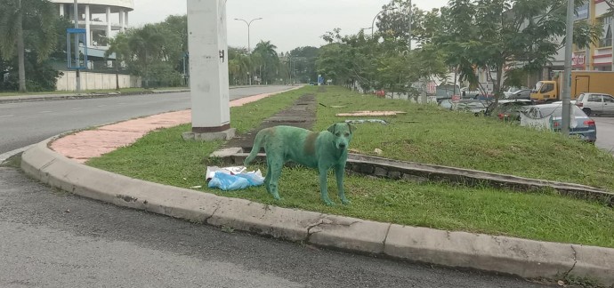 Stray dog ‘painted green by cruel thugs’ found heartbroken on roadside