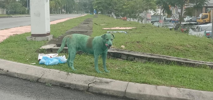 Stray dog ‘painted green by cruel thugs’ found heartbroken on roadside