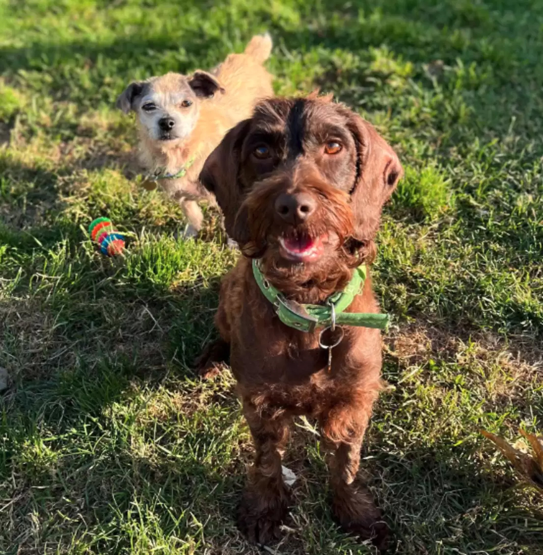 Dogs look like they're turning to stone after contracting skin disease