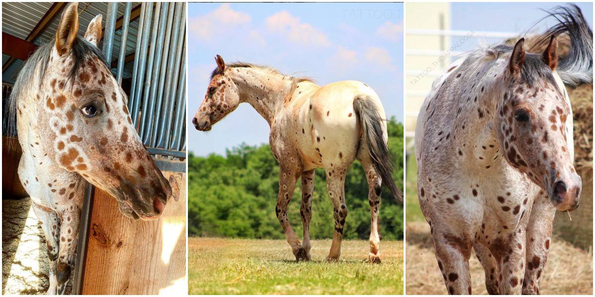 “Meet Tattoo: The Enchanting Appaloosa Horse Sporting a Unique ‘Leopard-Spotted’ Coat”