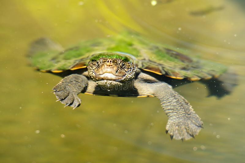 /1.The turtle’s shell is covered with algae, it looks like a small island spirit on the turtle’s back (video)