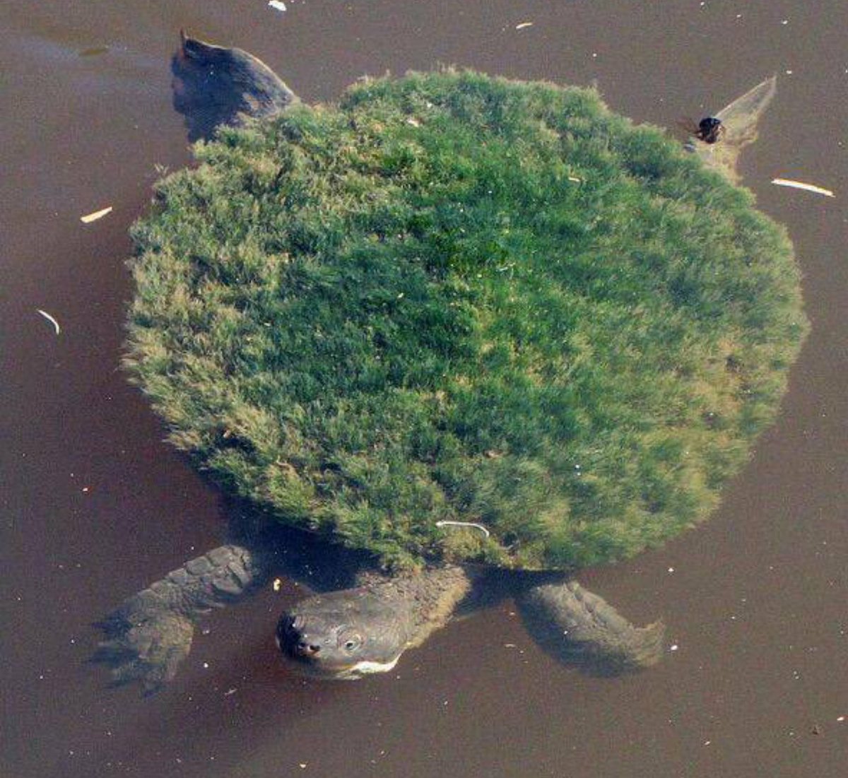 /1.The turtle’s shell is covered with algae, it looks like a small island spirit on the turtle’s back (video)