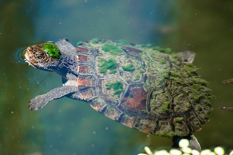 /1.The turtle’s shell is covered with algae, it looks like a small island spirit on the turtle’s back (video)