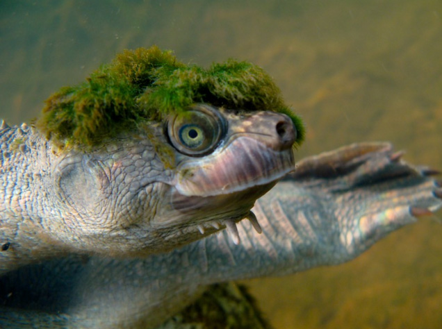 /1.The turtle’s shell is covered with algae, it looks like a small island spirit on the turtle’s back (video)