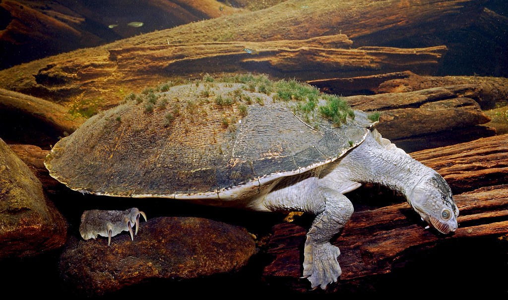 /1.The turtle’s shell is covered with algae, it looks like a small island spirit on the turtle’s back (video)