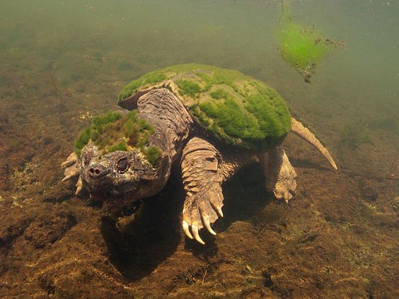 /1.The turtle’s shell is covered with algae, it looks like a small island spirit on the turtle’s back (video)