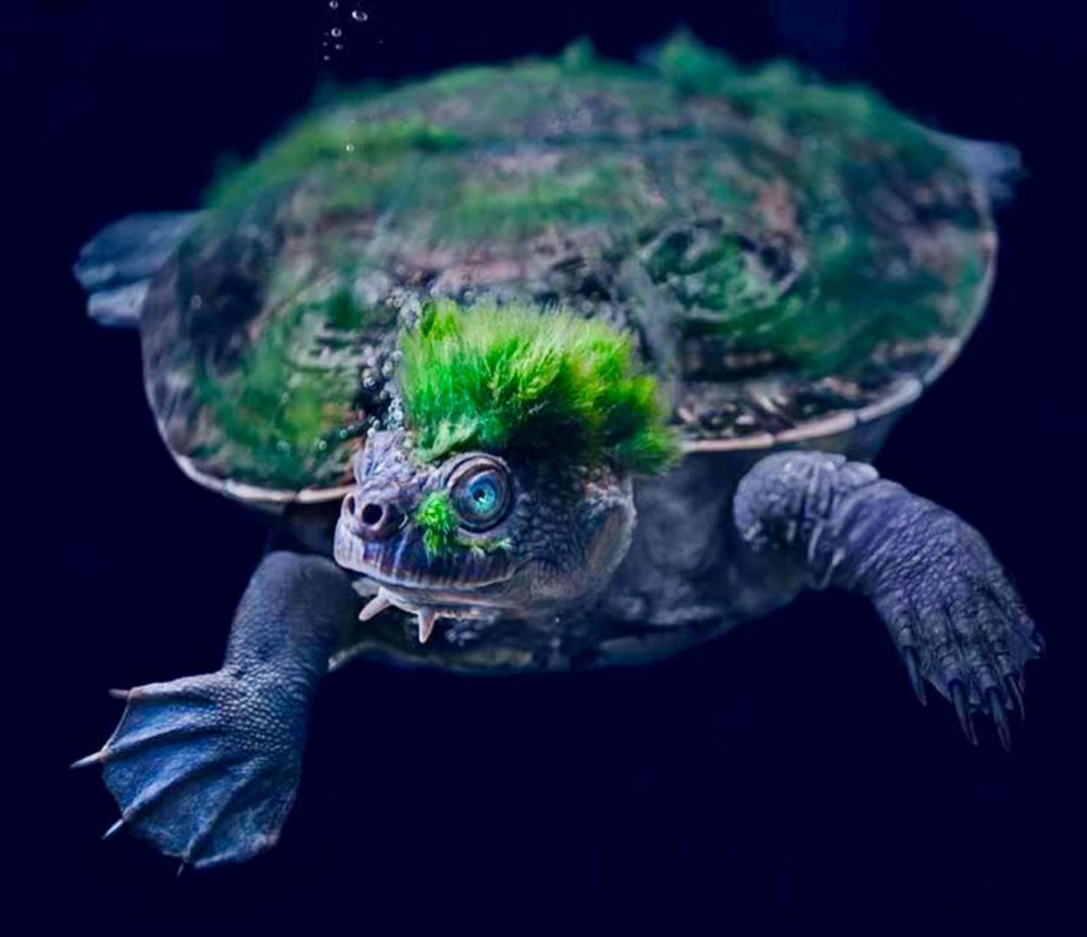 /1.The turtle’s shell is covered with algae, it looks like a small island spirit on the turtle’s back (video)