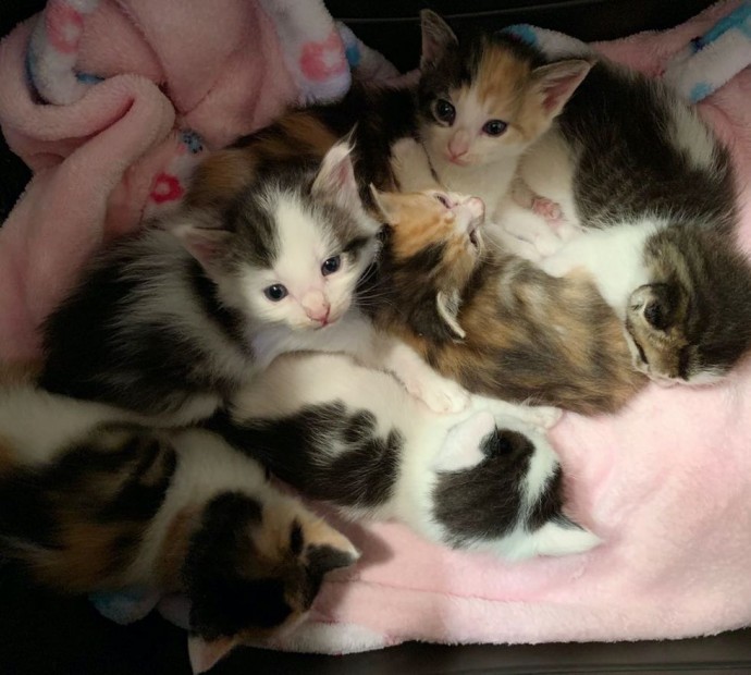 These Two Kittens Rescued From Parking Lot Never Leave Each Other’s Side