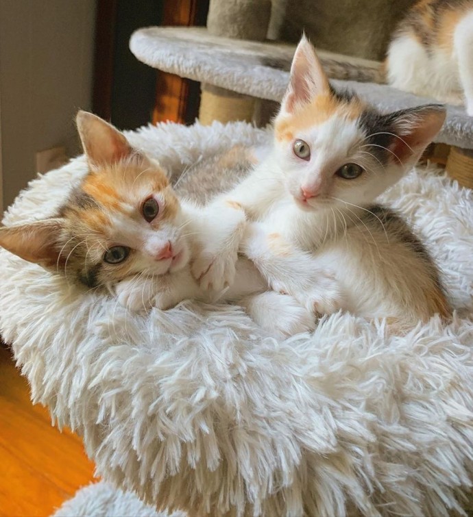 These Two Kittens Rescued From Parking Lot Never Leave Each Other’s Side