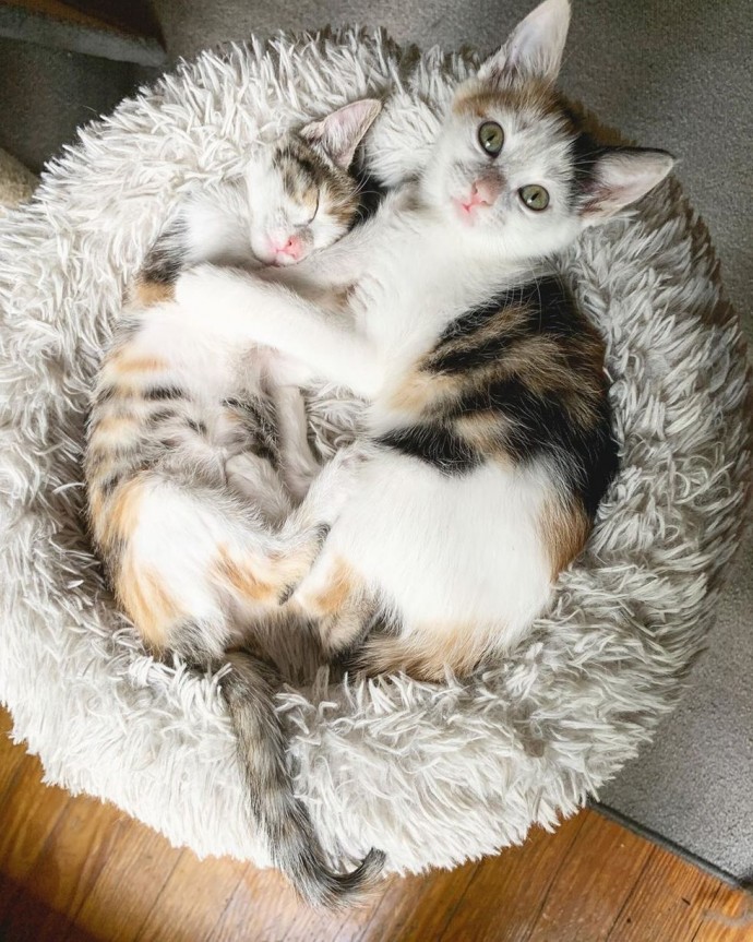 These Two Kittens Rescued From Parking Lot Never Leave Each Other’s Side