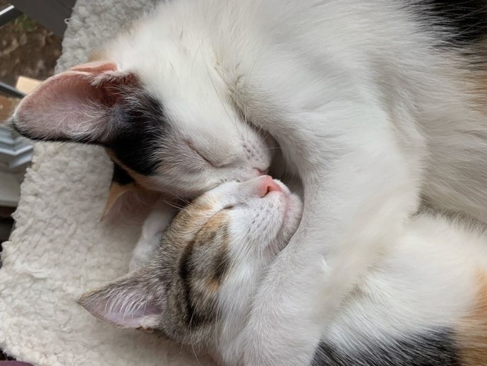 These Two Kittens Rescued From Parking Lot Never Leave Each Other’s Side