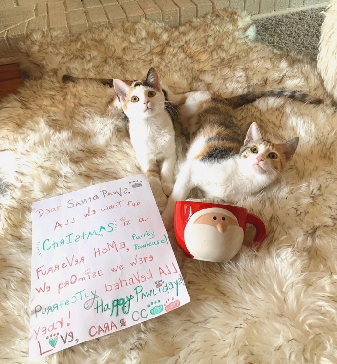 These Two Kittens Rescued From Parking Lot Never Leave Each Other’s Side