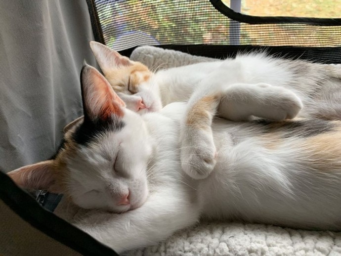 These Two Kittens Rescued From Parking Lot Never Leave Each Other’s Side