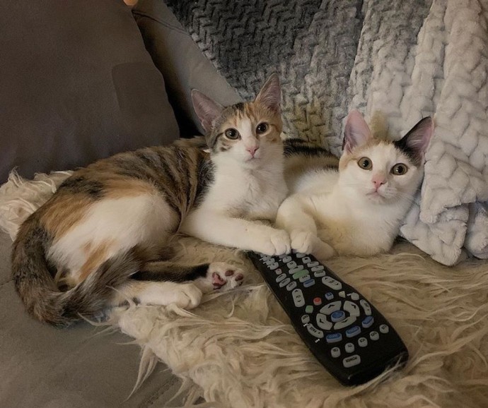 These Two Kittens Rescued From Parking Lot Never Leave Each Other’s Side