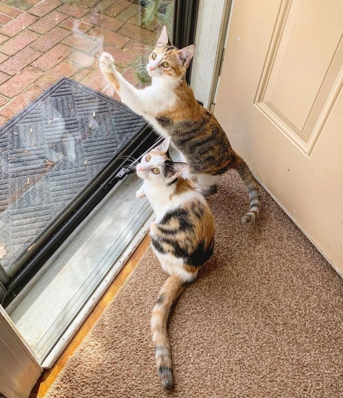 These Two Kittens Rescued From Parking Lot Never Leave Each Other’s Side