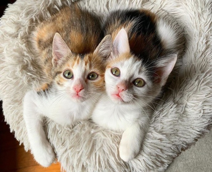 These Two Kittens Rescued From Parking Lot Never Leave Each Other’s Side