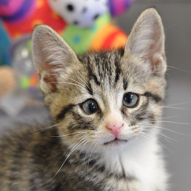 This Is Bum, The Kitten Born With Forever Worried Eyes Who Stole The Internet’s Heart