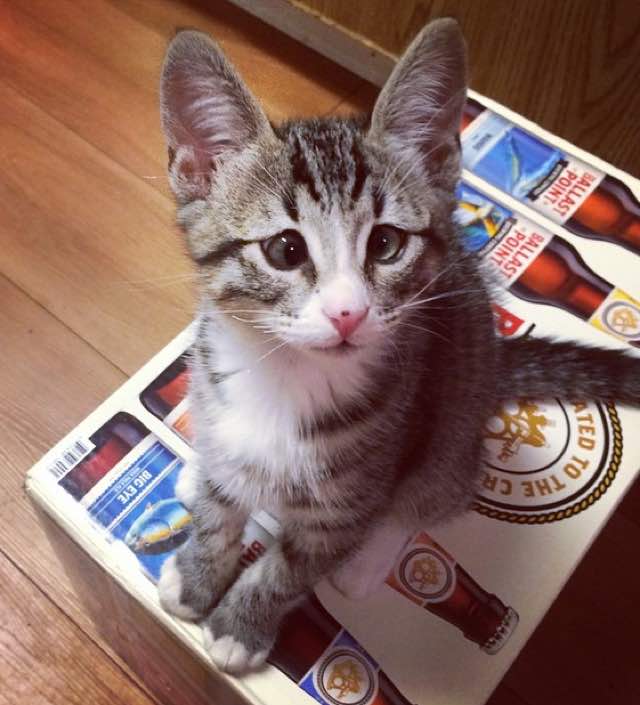 This Is Bum, The Kitten Born With Forever Worried Eyes Who Stole The Internet’s Heart