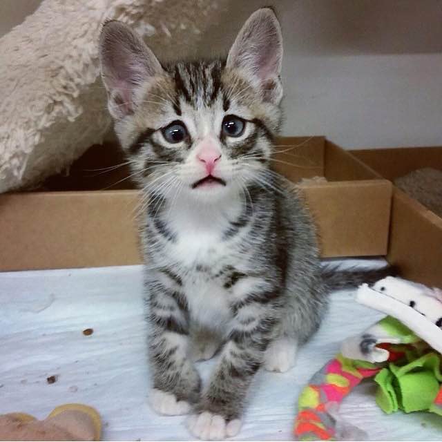 This Is Bum, The Kitten Born With Forever Worried Eyes Who Stole The Internet’s Heart