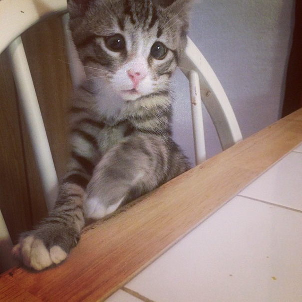 This Is Bum, The Kitten Born With Forever Worried Eyes Who Stole The Internet’s Heart