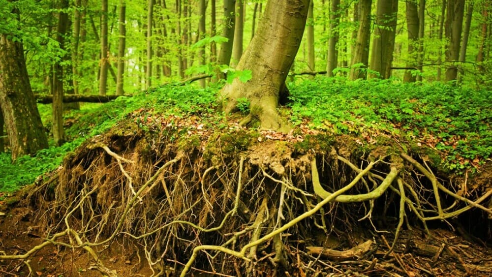 Defying The Odds: Trees Thrive Despite Being Stripped Of Soil - Nature and Life