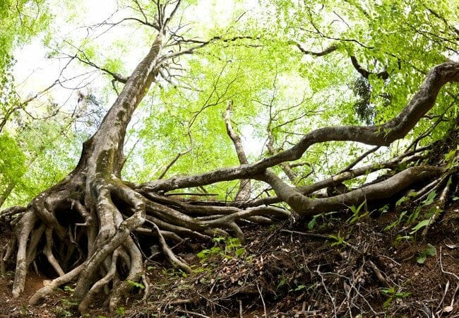 Defying The Odds: Trees Thrive Despite Being Stripped Of Soil - Nature and Life