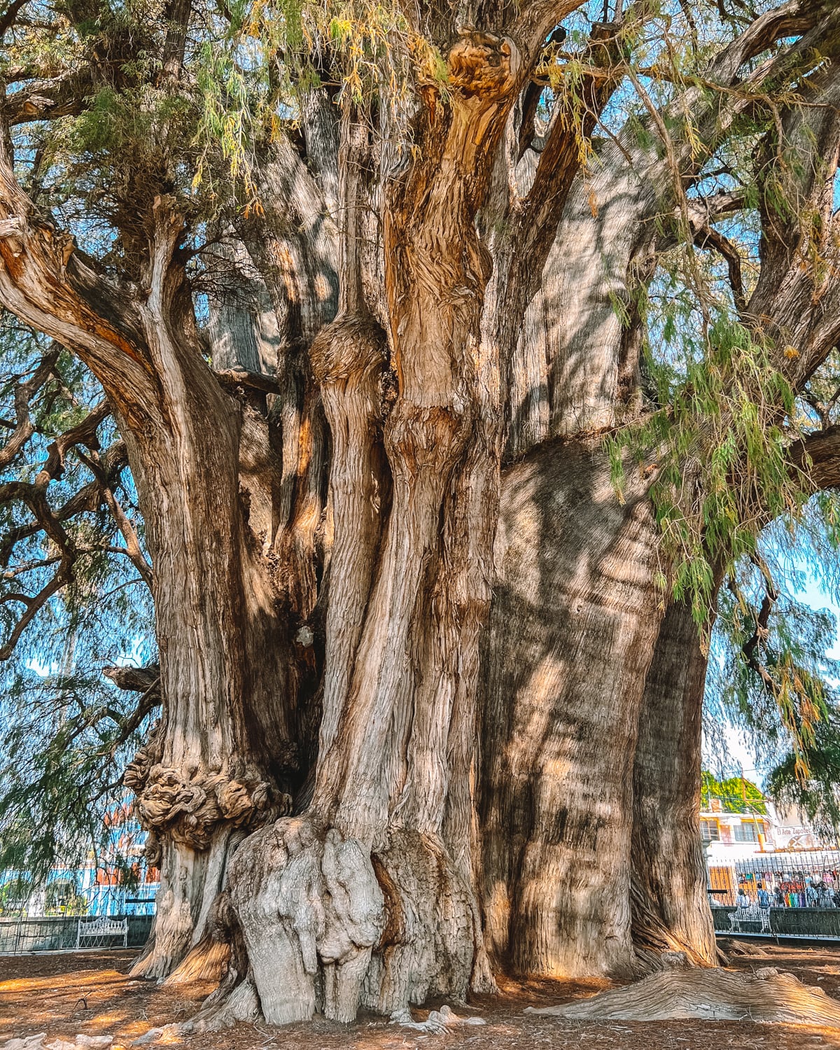 Mexico’s 2,000 Year-Old Living Tree