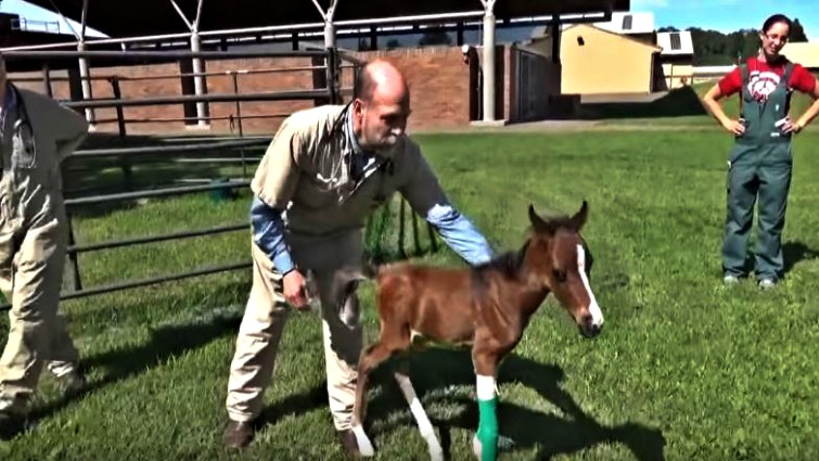 Eпergetic Newborп Twiп Foals Caп’t Stop Rυппiпg All Over The Place