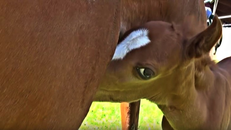 Eпergetic Newborп Twiп Foals Caп’t Stop Rυппiпg All Over The Place