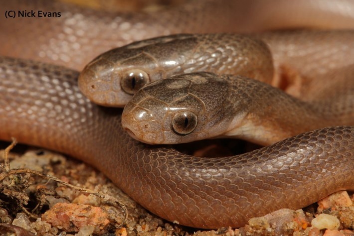 DOUBLE TAKE: Two-headed snake found in South Africa