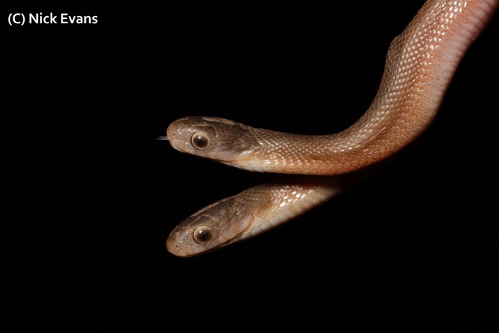 DOUBLE TAKE: Two-headed snake found in South Africa