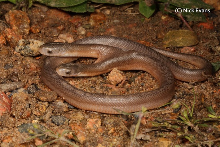 DOUBLE TAKE: Two-headed snake found in South Africa